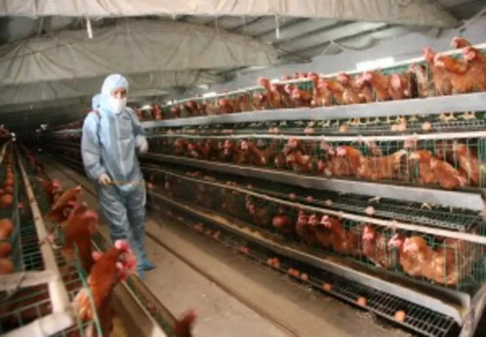 State Concerned About Spread Of Avian Flu