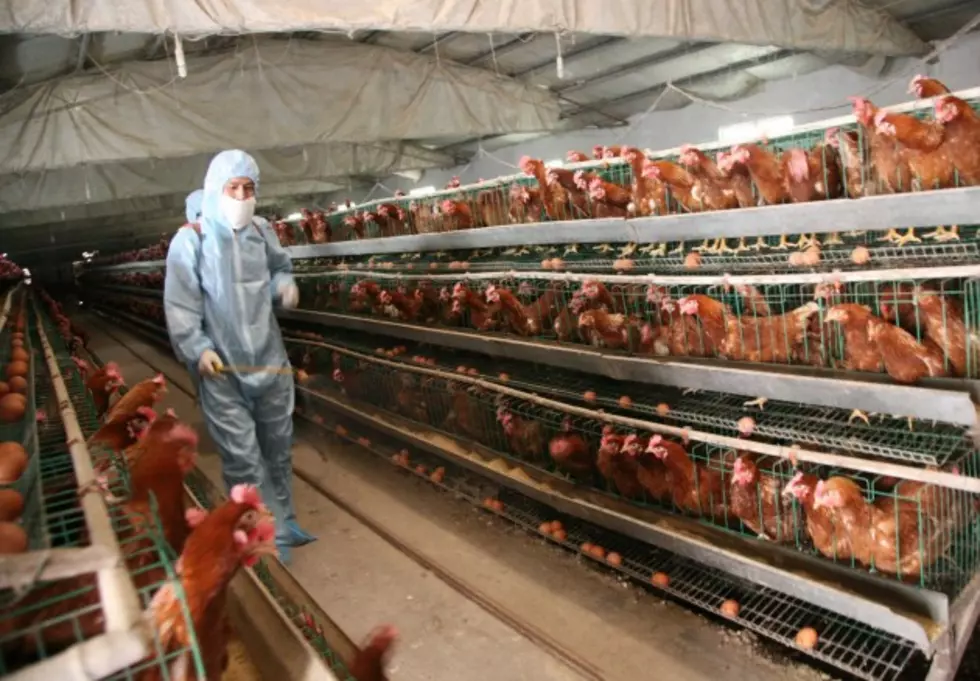 New Law Limits Egg Imports into California, China and Mexico Agree to Export Deal