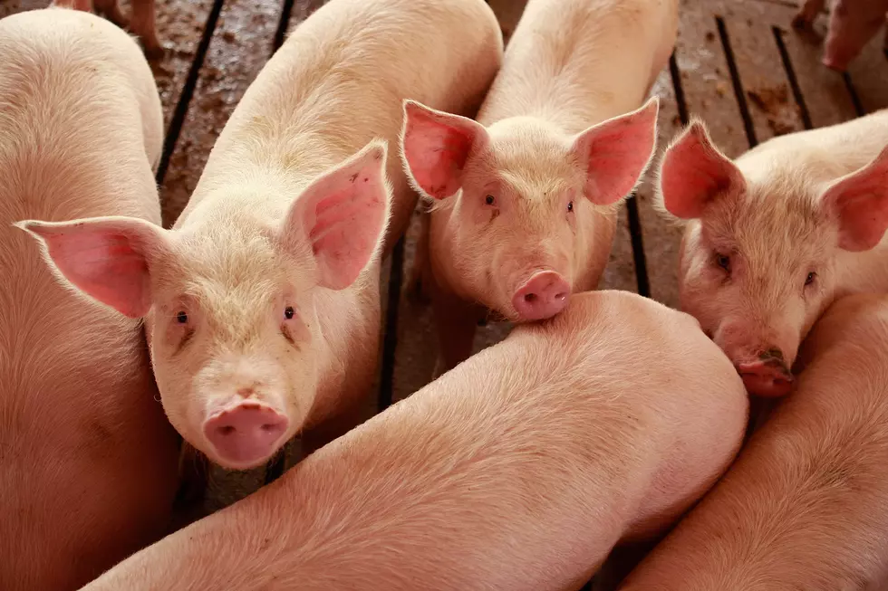 Ag News: U.S. Pork Production Sustainable