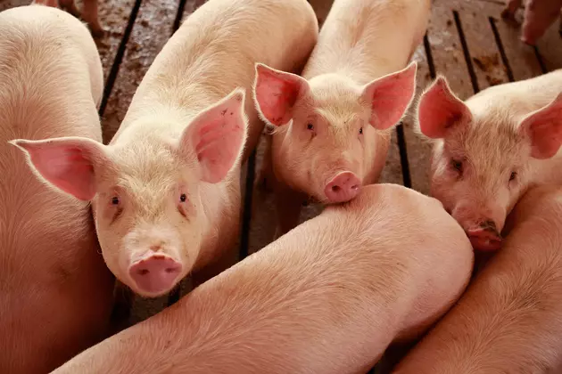 Ag News: U.S. Pork Has Best Month