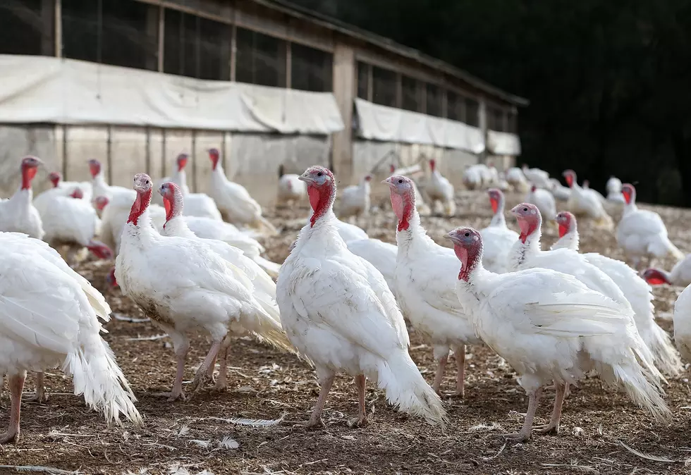 Avian Flu Effecting  U.S. Turkey Population; House Ag Committee Looks at Grain Standard Act