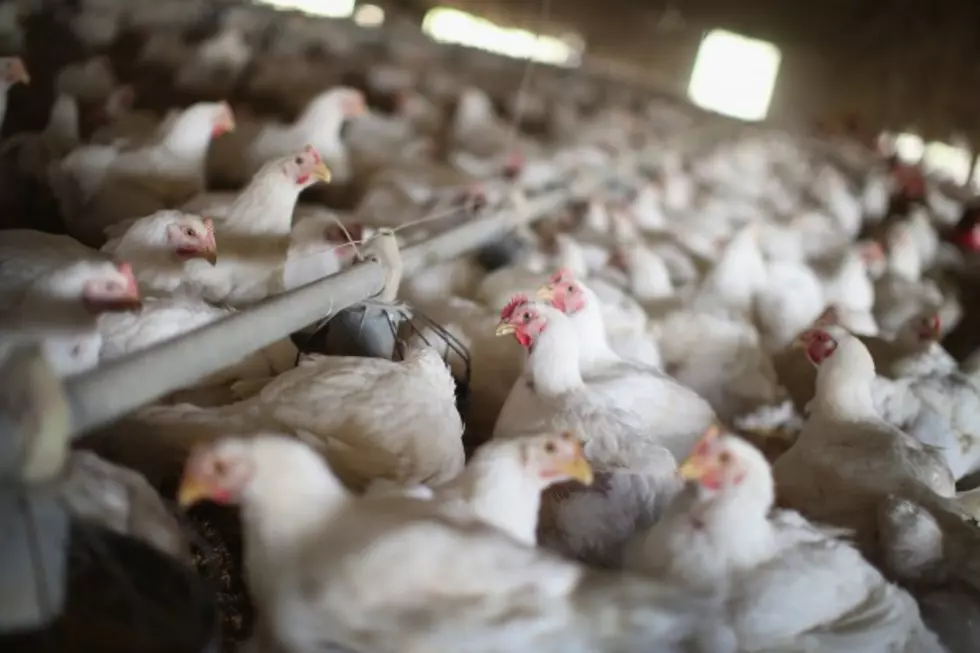 Temporary Suspensions of Canadian Poultry, Whole Farm Revenue Protection
