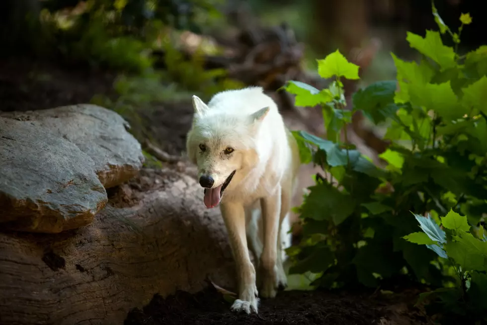 Washington Wolf Population Grows by 32 Percent