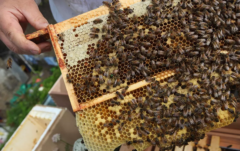 Beekeepers File Lawsuit Against EPA; Consumers Tight Their Money When it Comes to Food Shopping