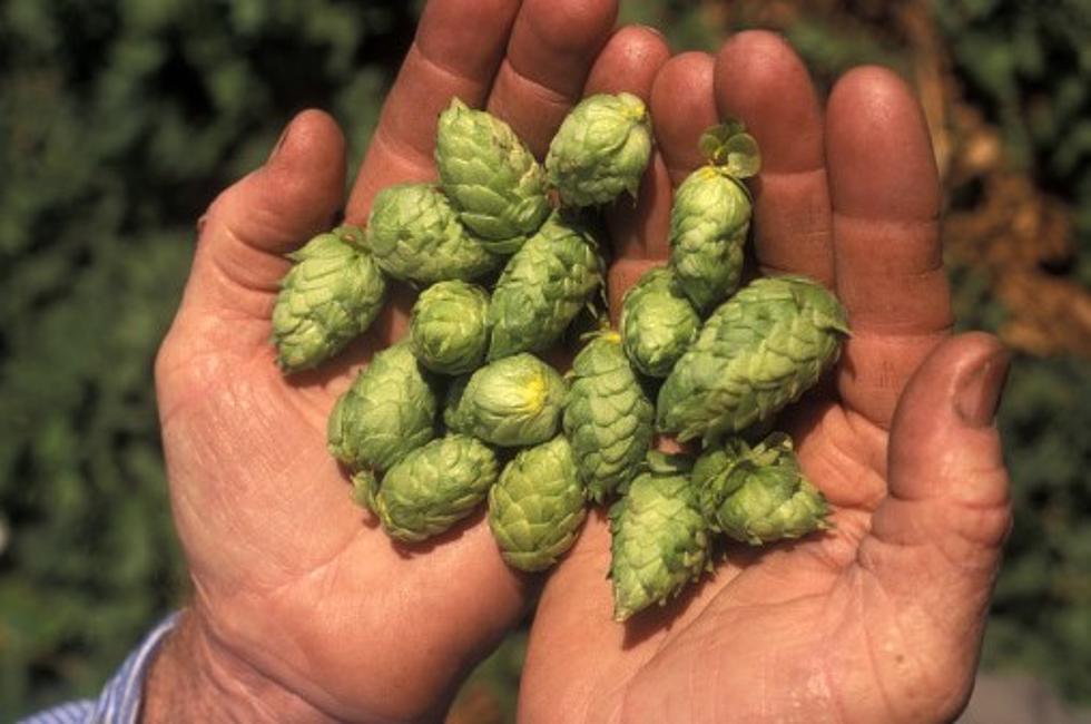 Hop Growers Report Another Strong Year