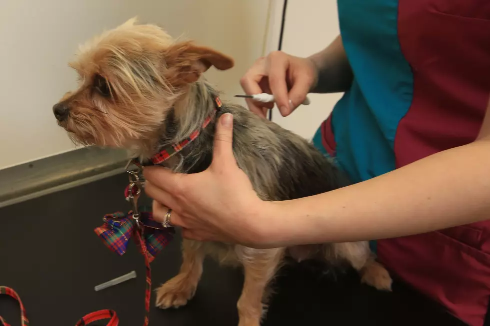Yakima Humane Society To Hold Microchip and Vaccination Clinic For Your Pet