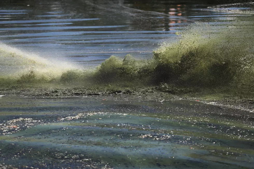 Lake Tapps Found to Have Toxic Algae; 10 Swimmers Sickened