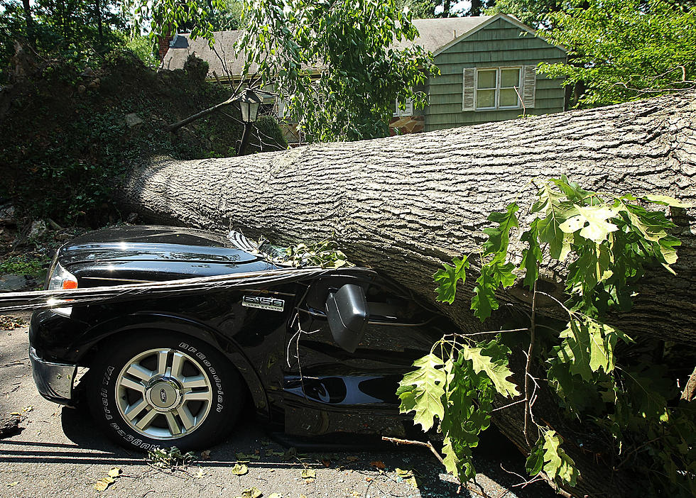 Motorist Killed, Son Injured By Falling Tree In Northwest Storm