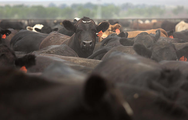 Ag News: California Cattle Slows