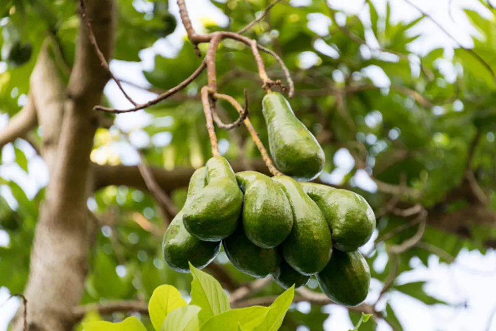 Could Avacados Contain The Fountain Of Youth?