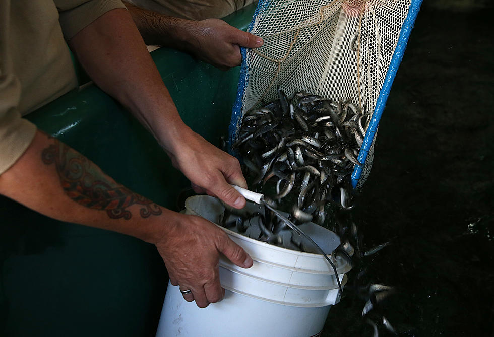 Yakama Nation Gets More Than $400K for 3 Fish Recovery Projects