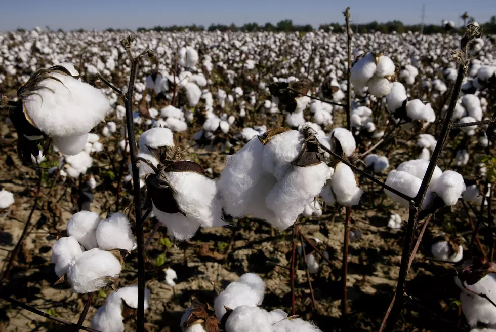 California Plants More Cotton and Climate-Smart Commodities Info
