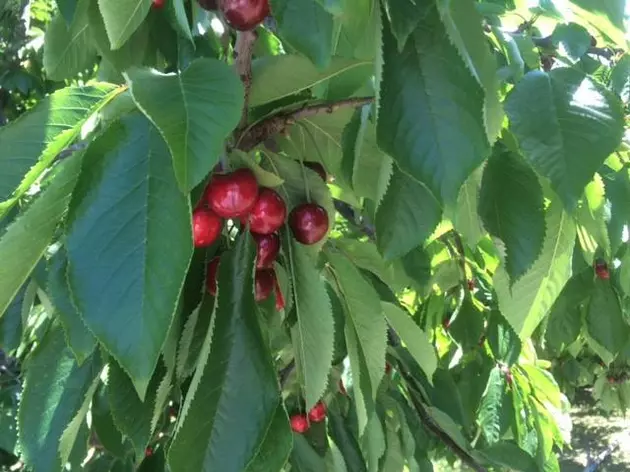 Ag News: NW Cherry Harvest Behind