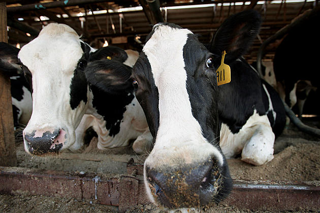 Ag News: U.S. Dairy Exports Up
