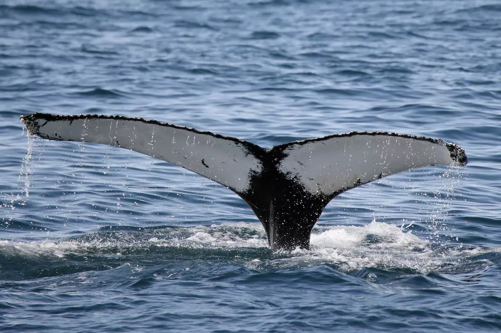 U.S. Proposes Plan for Washington Tribe to Resume Whale Hunts