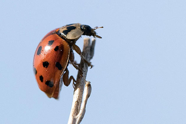 Ag News: Ladybug Swarm