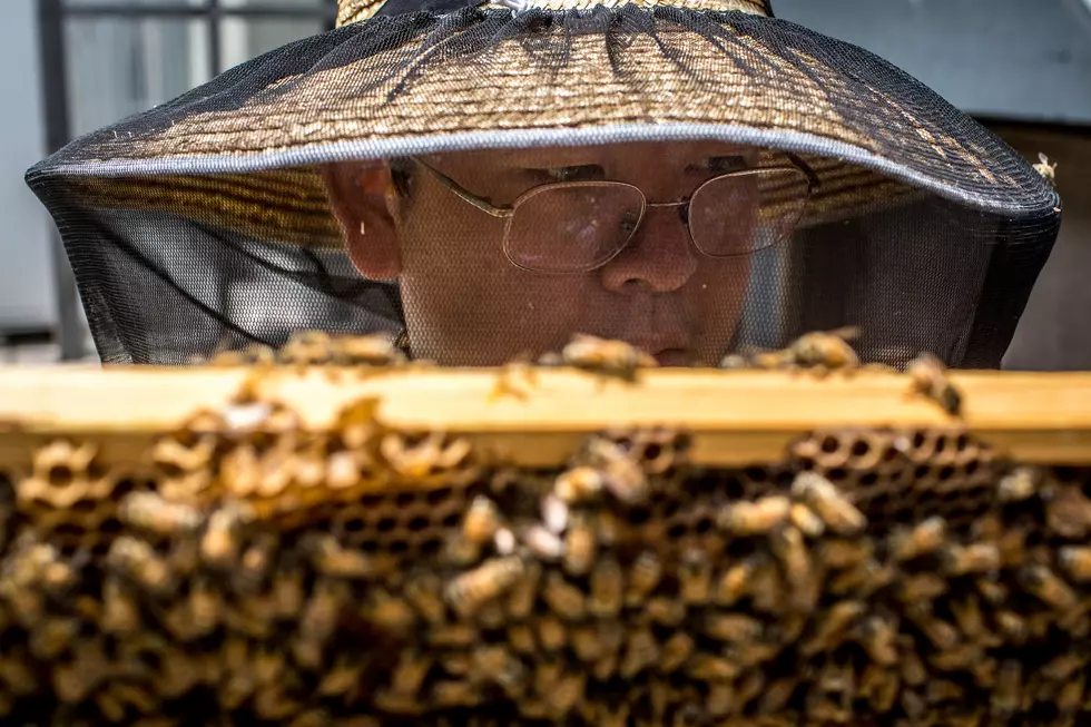 Ag News: Beekeepers Lose 41% Honey Bees