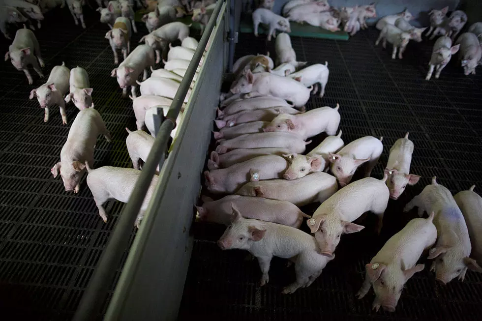 Ag News: China’s Goal on Pork Self-Sufficient