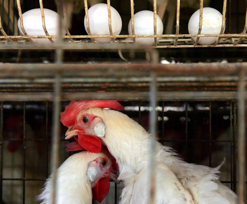 Ag News: Cage-free Hens in Michigan