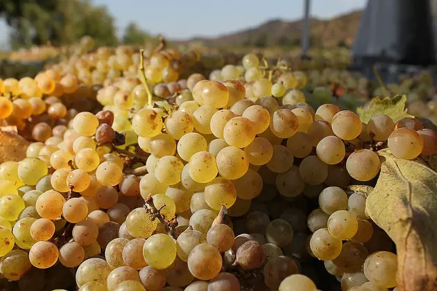 Ag News: Washington Wine Grape Crop Report