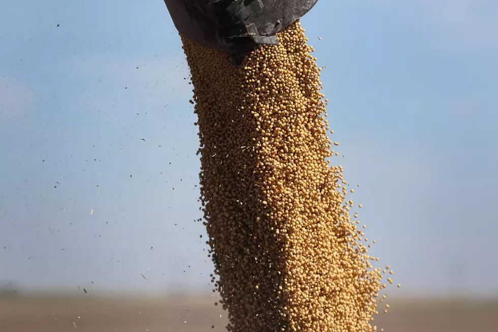 Ag News: Wheat-Soy Export Sales Higher & Three New Cases of Bird Flu