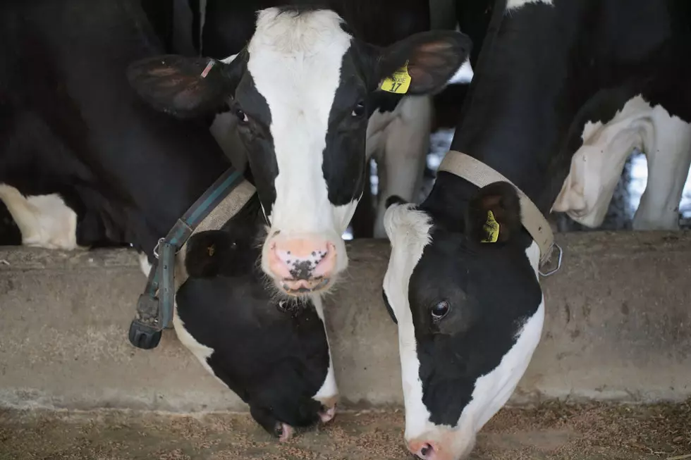 Ag News: Resurging COVID to Impact Dairy