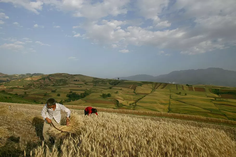 Ag News: Chinese Farmers Online