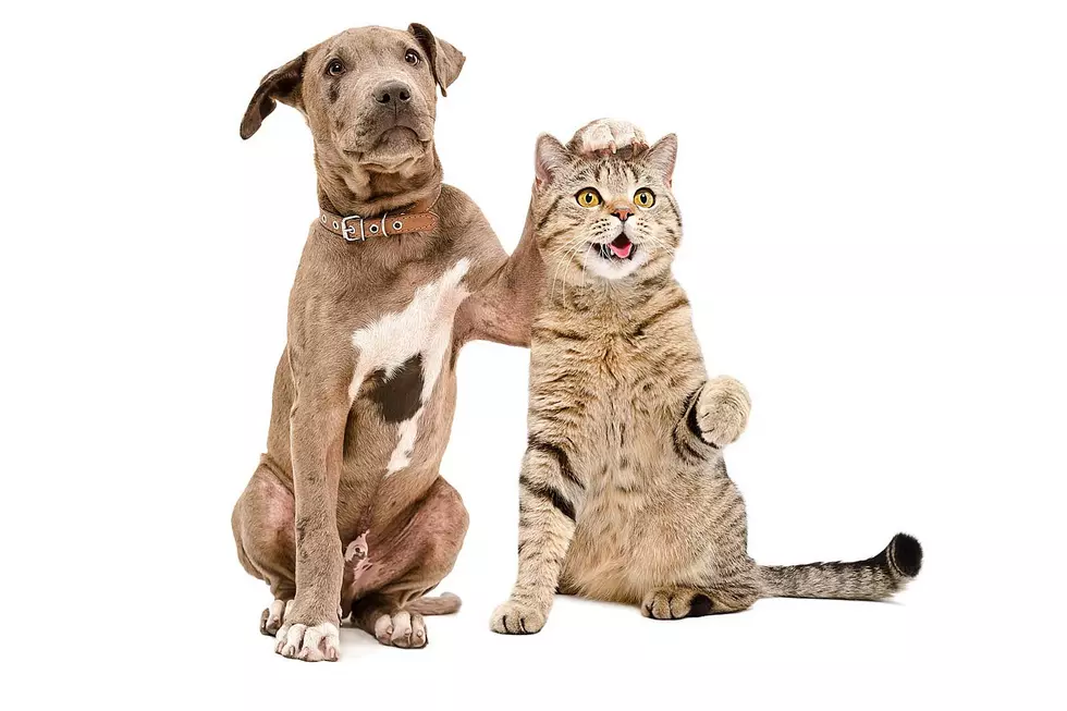 Snag Yourself a Digital Copy of Cats & Dogs 3: Paws Unite!