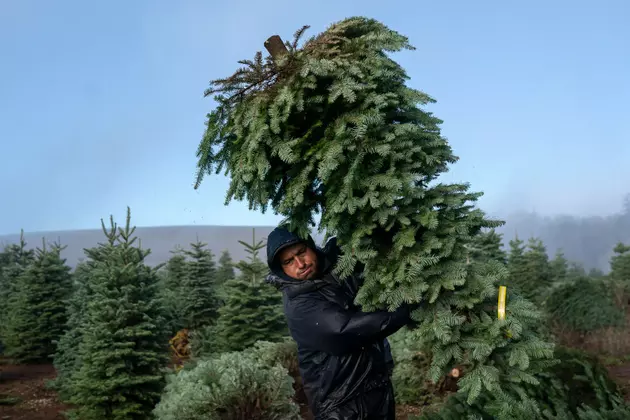 Farm Workforce Modernization Act &#038; Christmas Tree Imports Higher