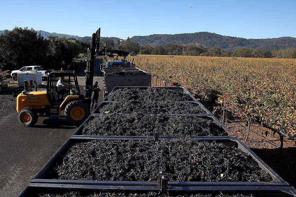 California Winegrape Crop Smallest in Decade and Freight Prices Drop