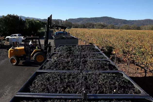 New California Vineyard Acreage and U.S. Ag Sets Export Record