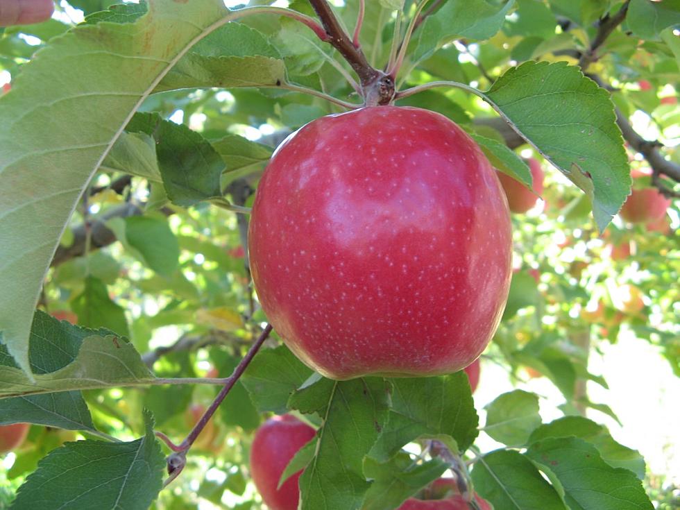 An Apple a Day Helps Firefighters Keep Fires Away