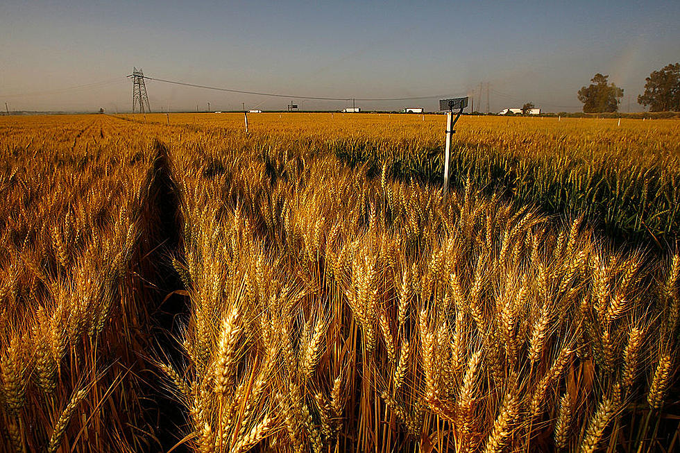 Ford Canada on AM Radios and NASS Wheat Estimates