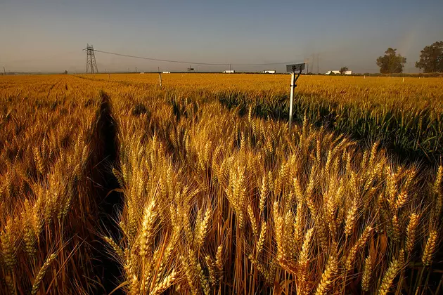 Drought-Resistant Wheat Varieties and Ukrainian Soil Tainted