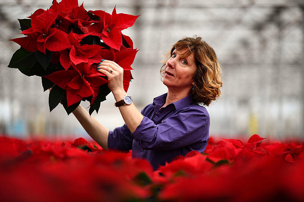 Christmas Decor - Keep The Spirit Alive...And The Poinsettia Too