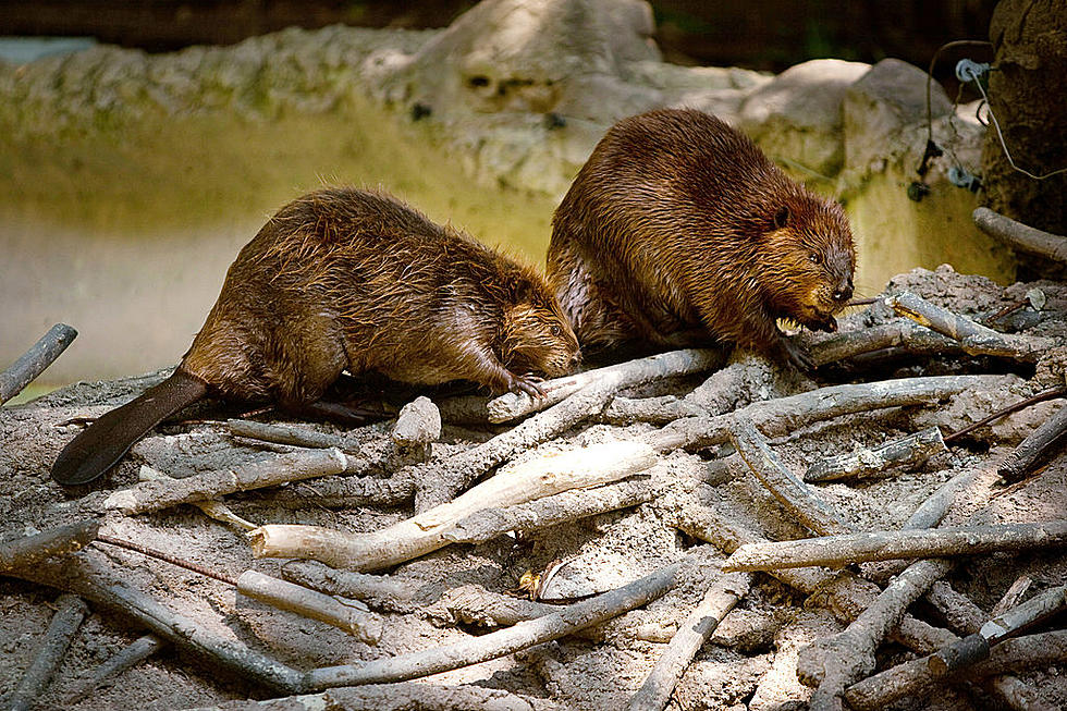 Leave It To Beavers In Yakima- Nature’s Master Engineers