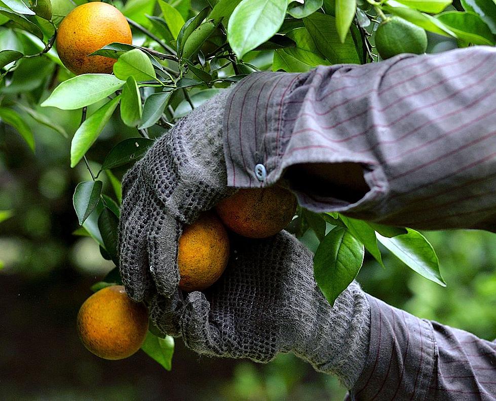 Ag News: Florida Orange Forecast Reduced and U.S. Pork Going to India