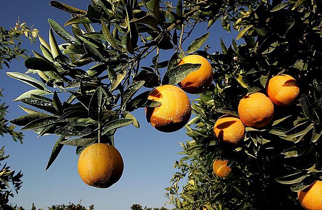 California Citrus Challenges and Labor Contracts at West Coast Ports