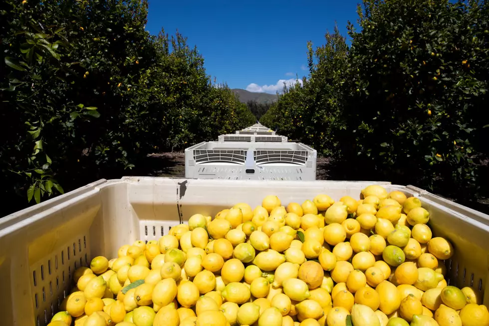 Ca. Citrus Disease Warning and NCBA Applauds Gray Wolf Decision