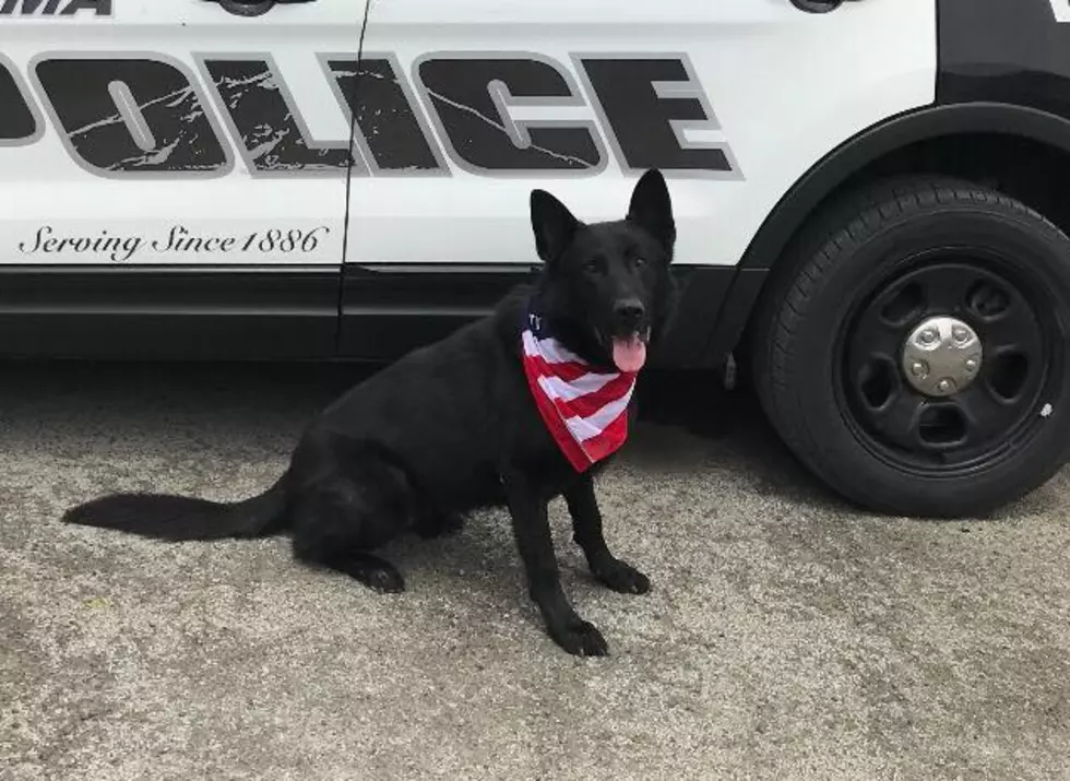 Yakima Police K9 Trex Loses Fight Against Sickness