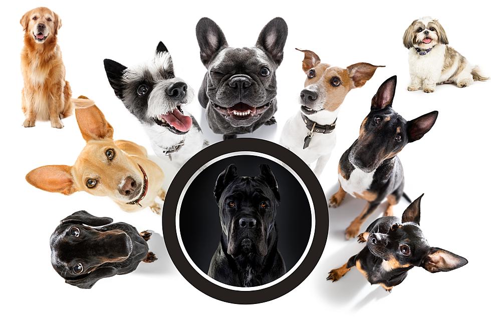 The Most Googled Dog Breed in WA, OR, CA is What? It's Amazing!