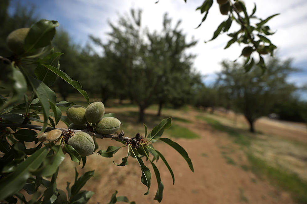 California Almonds & Water Molds and America’s Largest Landowners