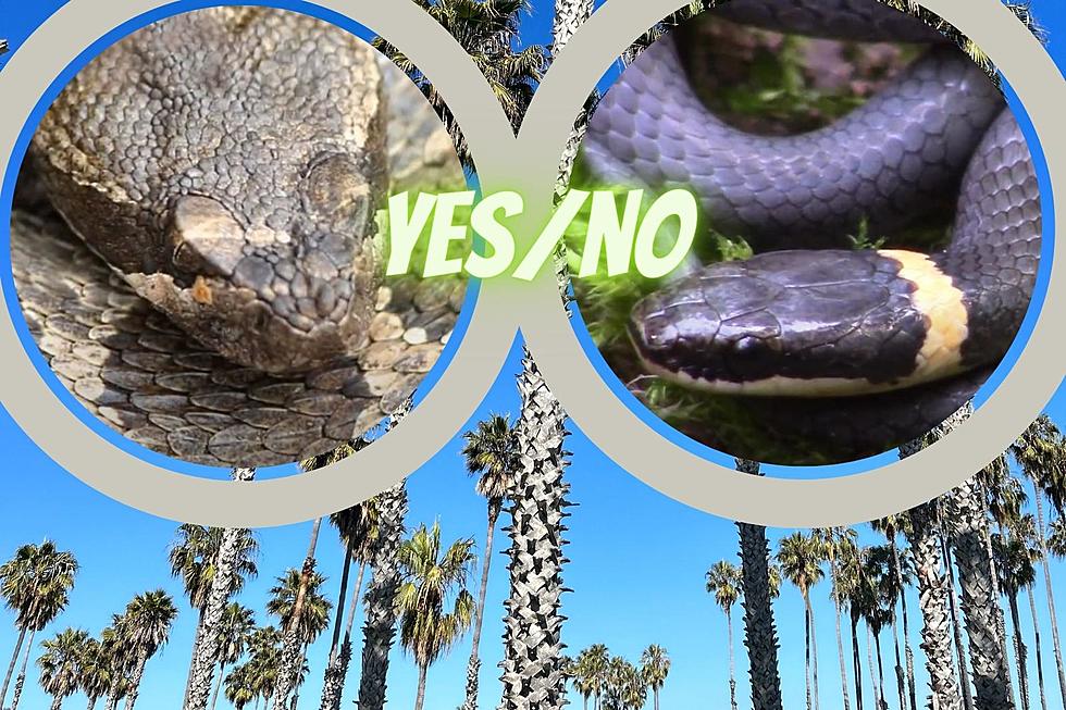 7 Common California Snakes: Which of These Beauties Can Kill You?