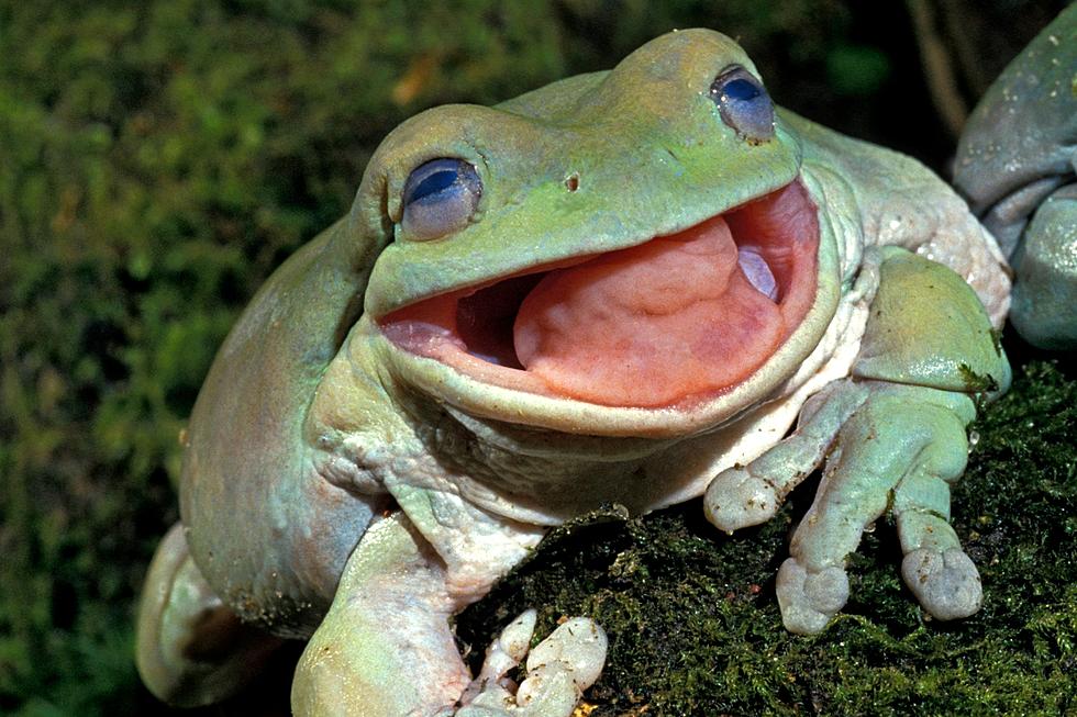 Is It Illegal to Shoot Frogs in Washington State?