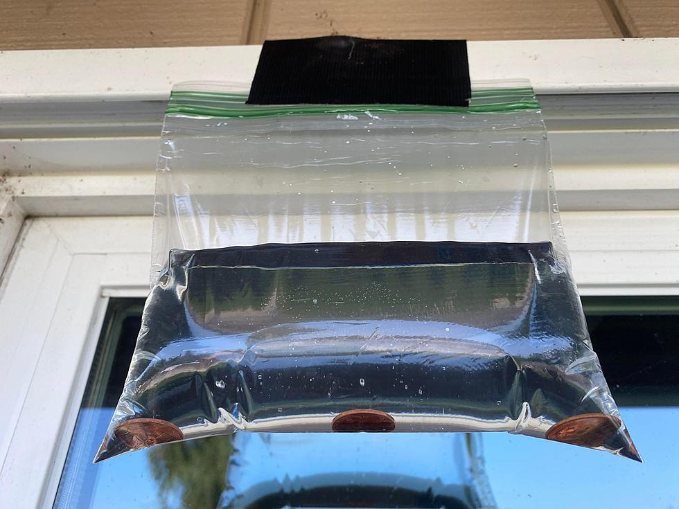 Does Water in a Bag Really Work To Repel Flies? We Say Yes