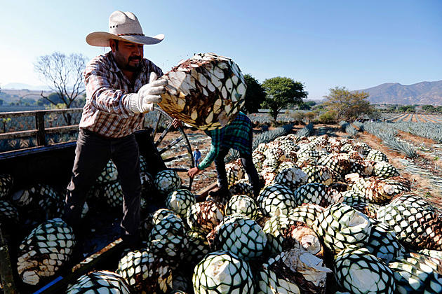 California Farmers Plant Agave and Gas Prices Down Again