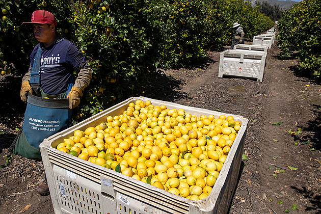 Citrus Greening in Organic and Food Insecurity Higher