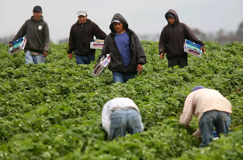 California’s New Farm Labor Laws and Northern Lights Play Havoc on Farms