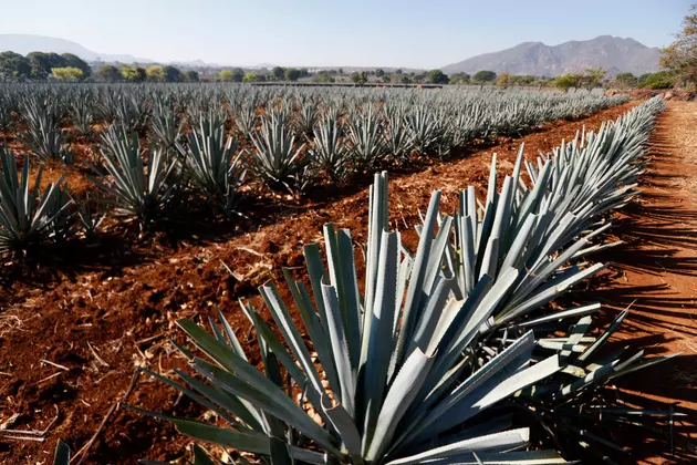 Agave Plant Study and Foreign Influence on American Agriculture