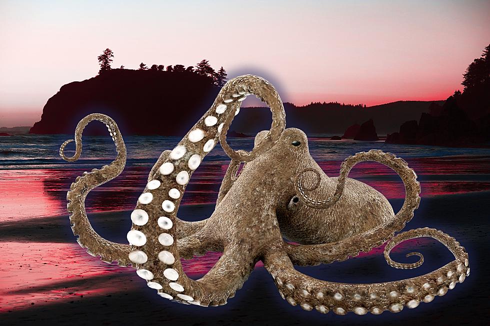 WA Bans Octopus Ranching As Cruel And Unusual